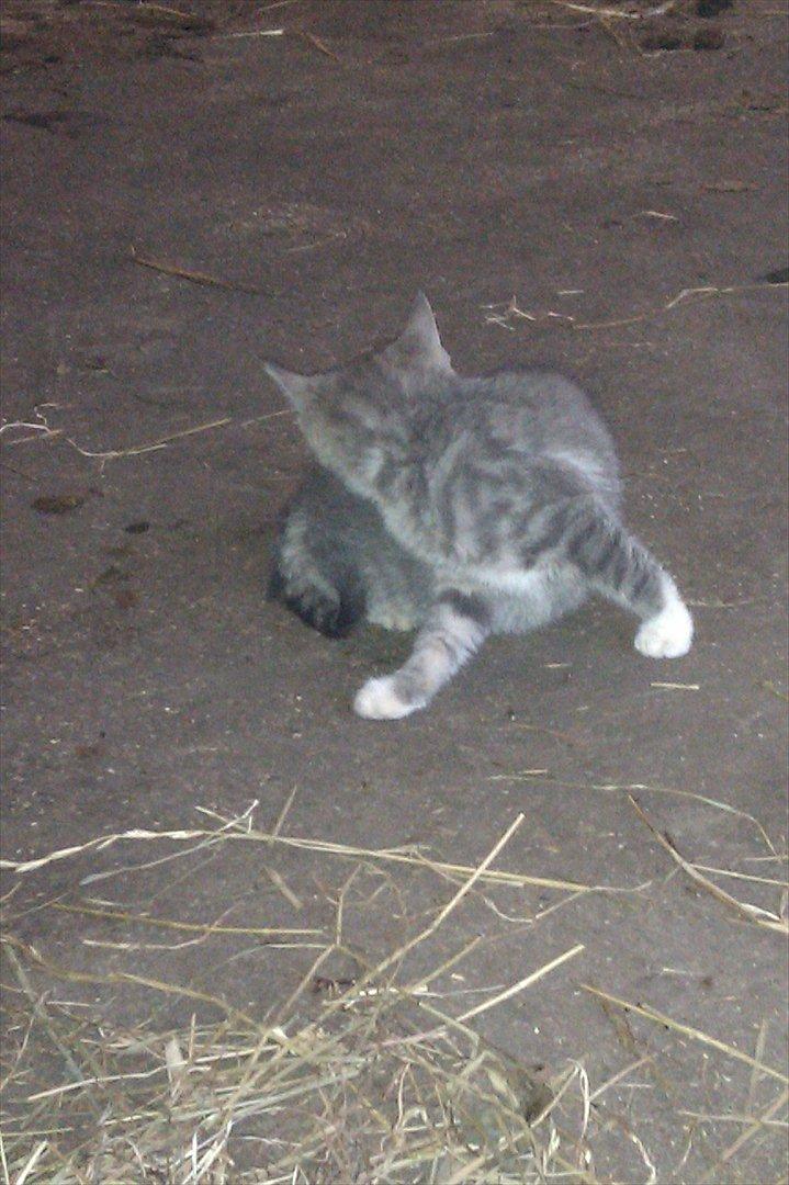 Blanding af racer Lille mis<3 billede 10