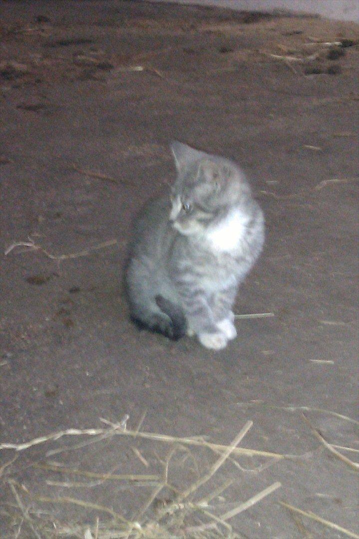 Blanding af racer Lille mis<3 billede 11