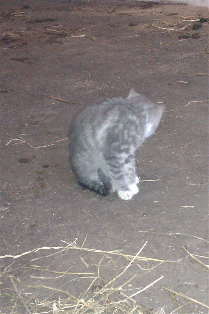 Blanding af racer Lille mis<3 billede 12