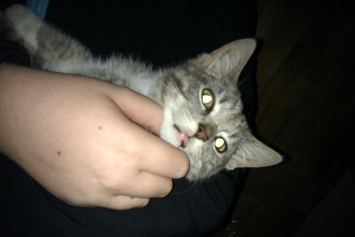 Blanding af racer Lille mis<3 billede 13