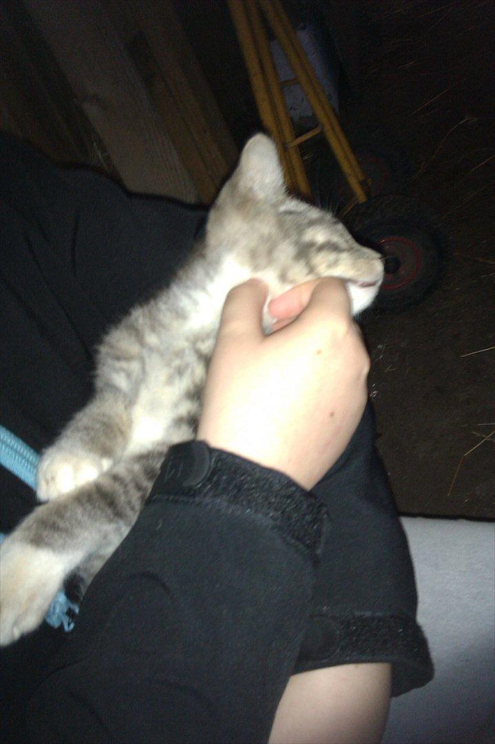 Blanding af racer Lille mis<3 - gider ikke mere nu:-D
Vi ses<3 billede 14