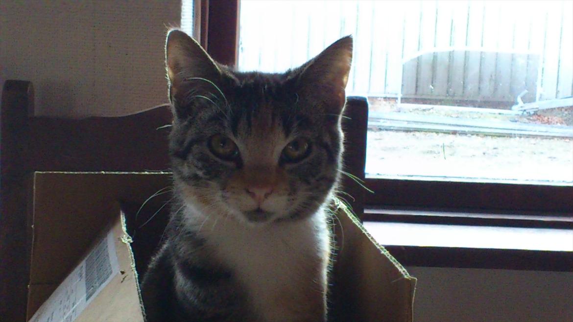 Huskat Cola billede 18