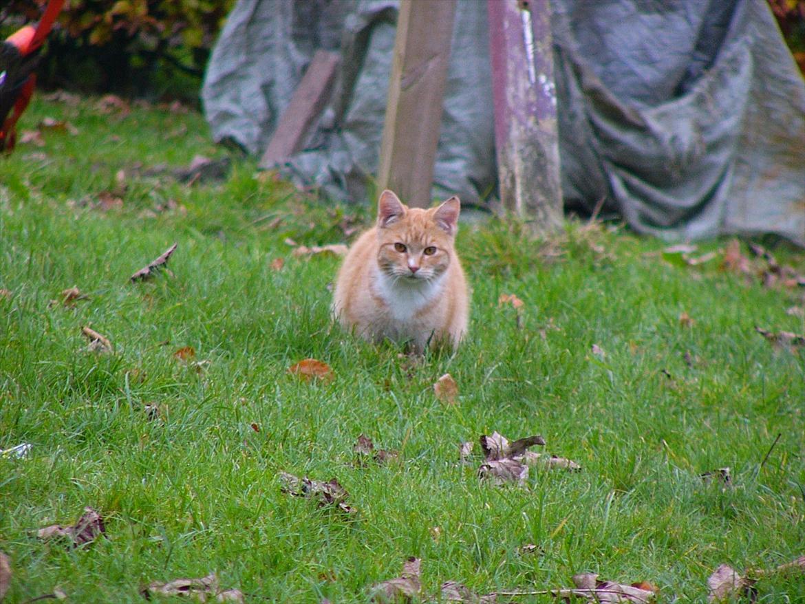 Huskat Tøsen R.I.P billede 5