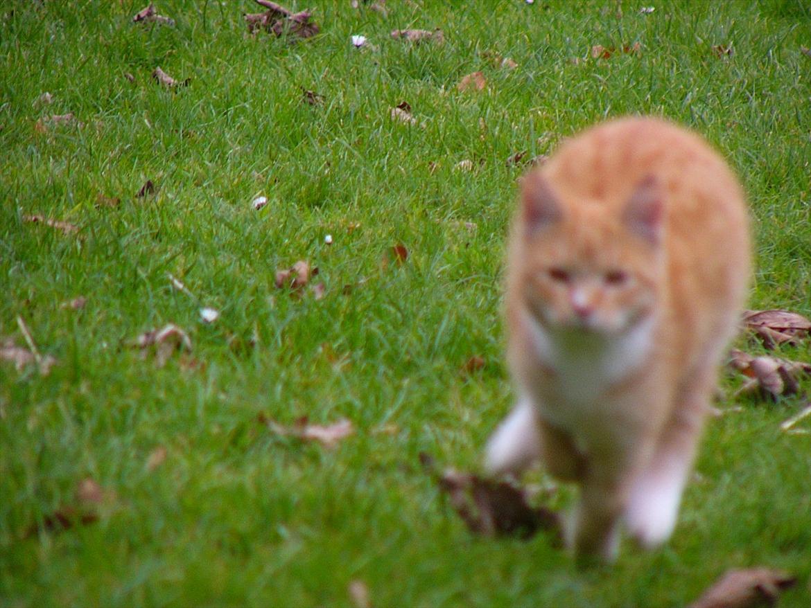 Huskat Tøsen R.I.P - sorry kvaliten men det ser fedt ud :D billede 11