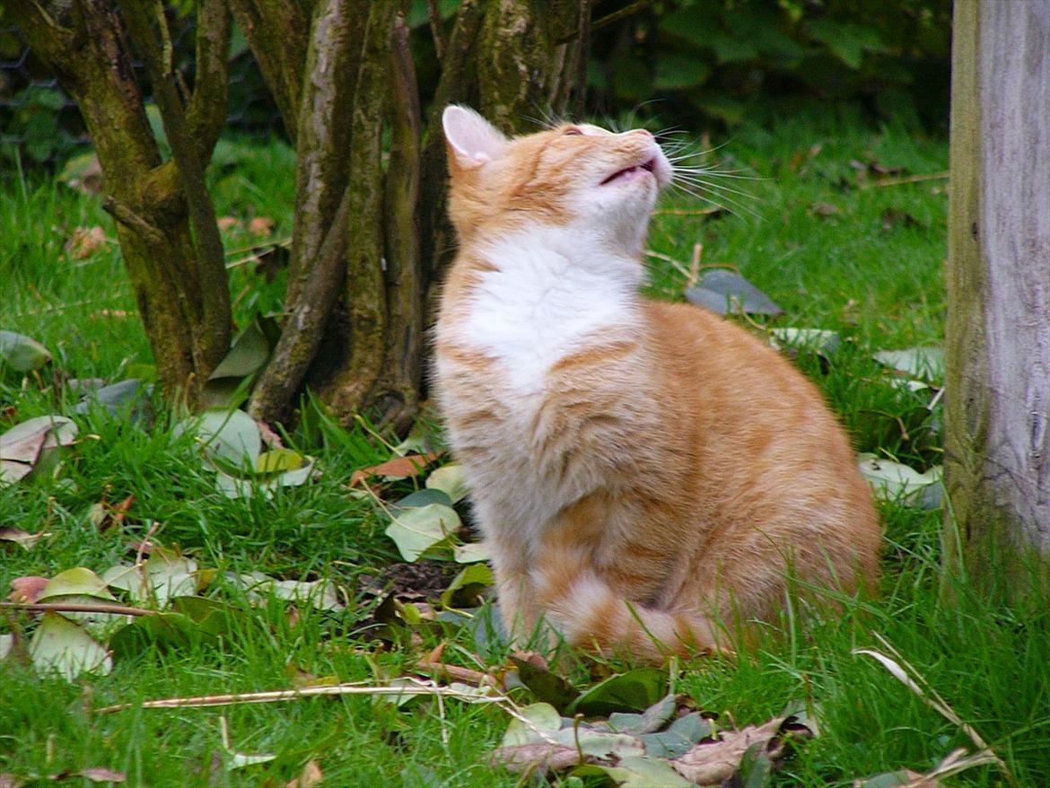 Huskat Tøsen R.I.P billede 2