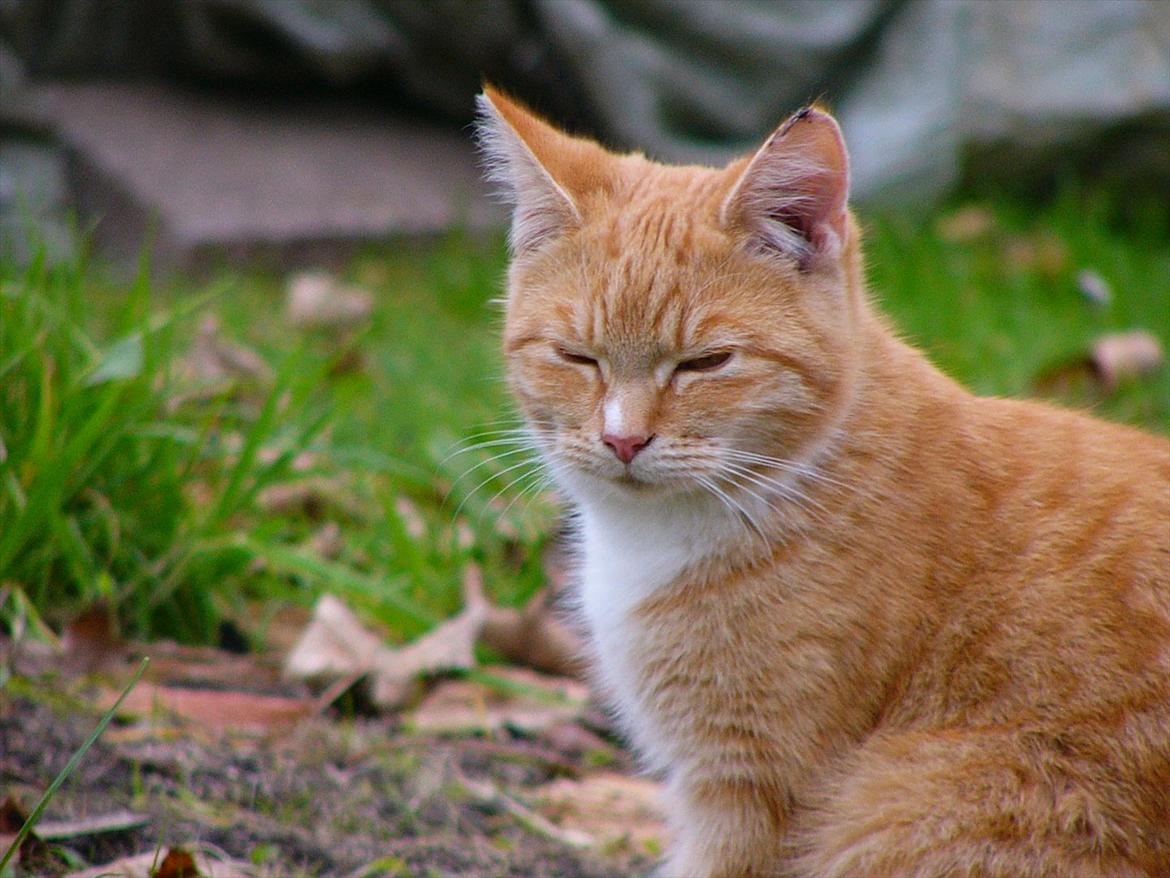 Huskat Tøsen R.I.P billede 6