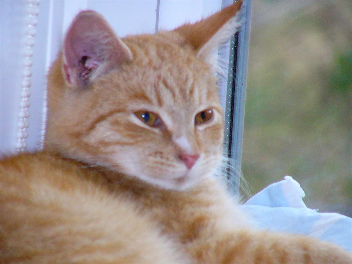 Huskat Tøsen R.I.P billede 7