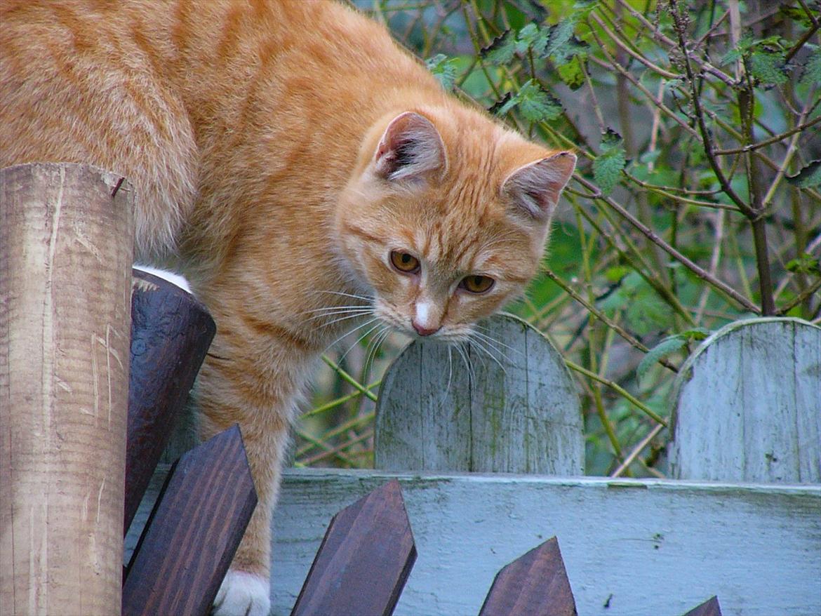 Huskat Tøsen R.I.P billede 8