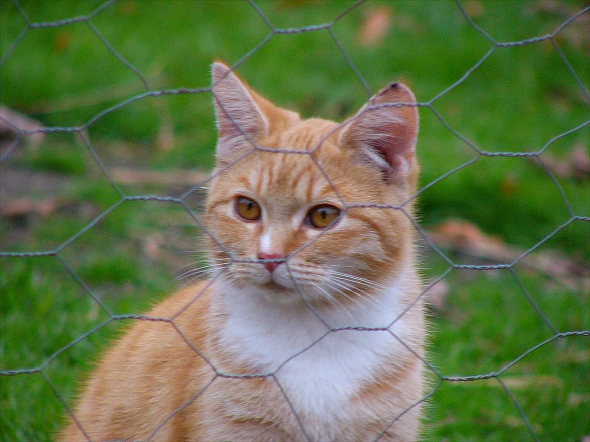 Huskat Tøsen R.I.P billede 9