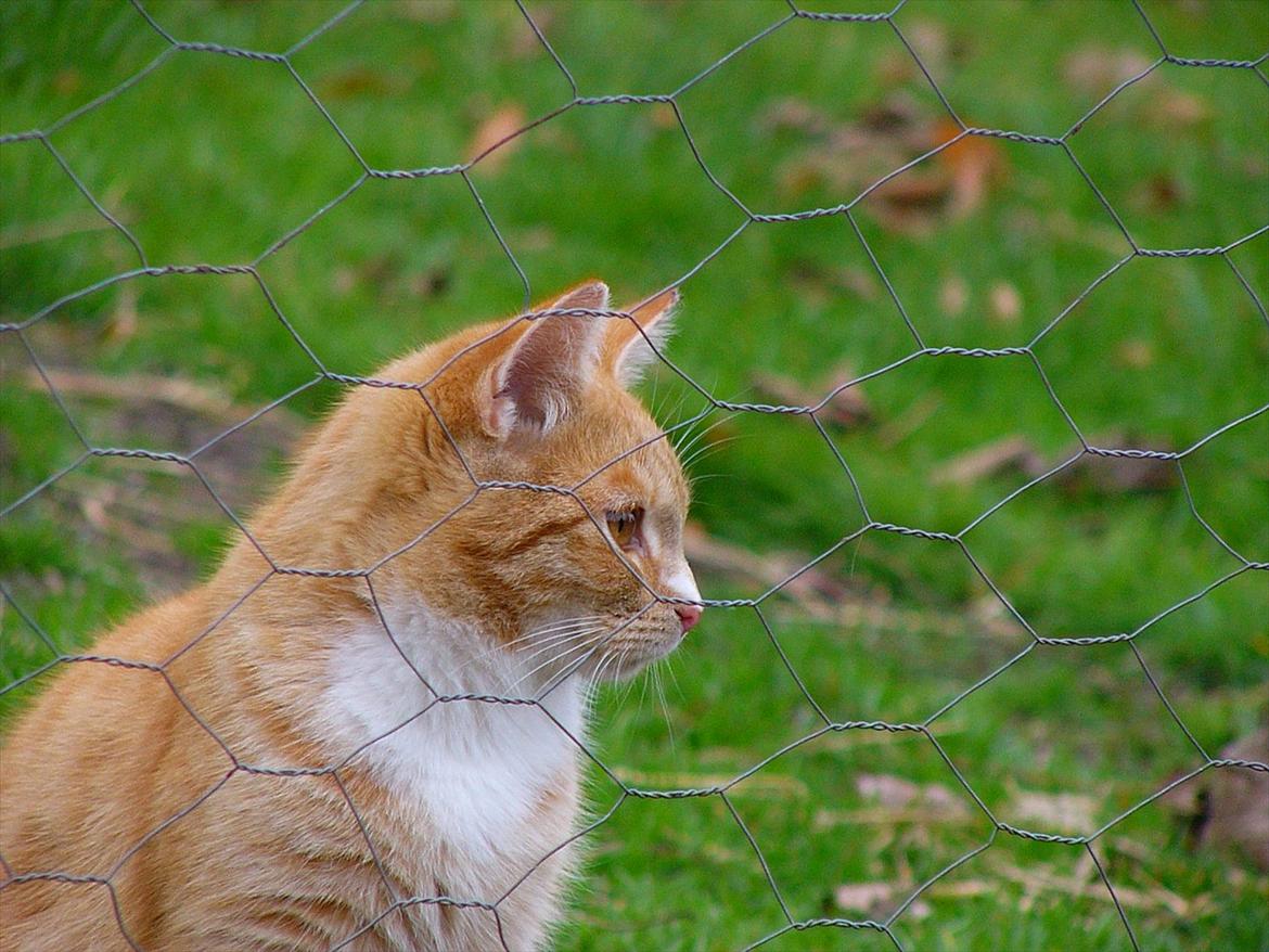 Huskat Tøsen R.I.P billede 10