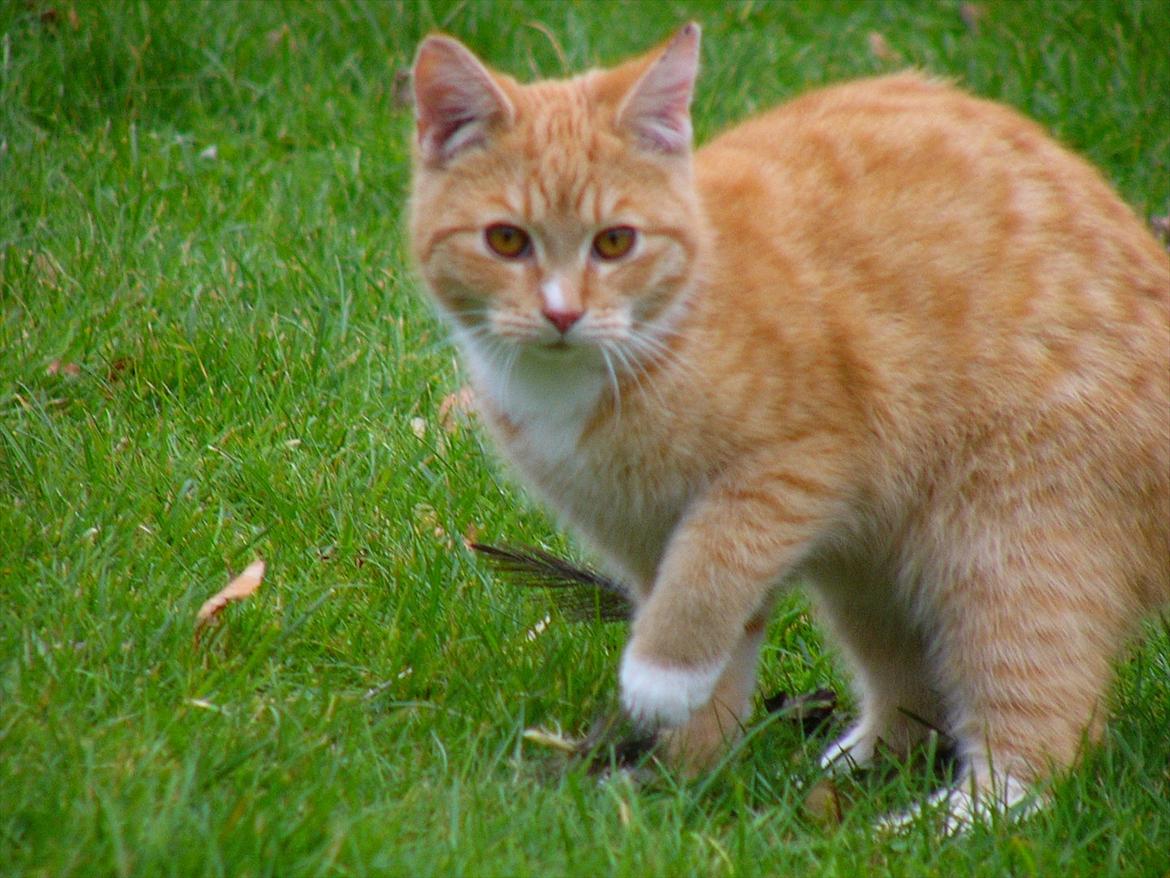 Huskat Tøsen R.I.P billede 13