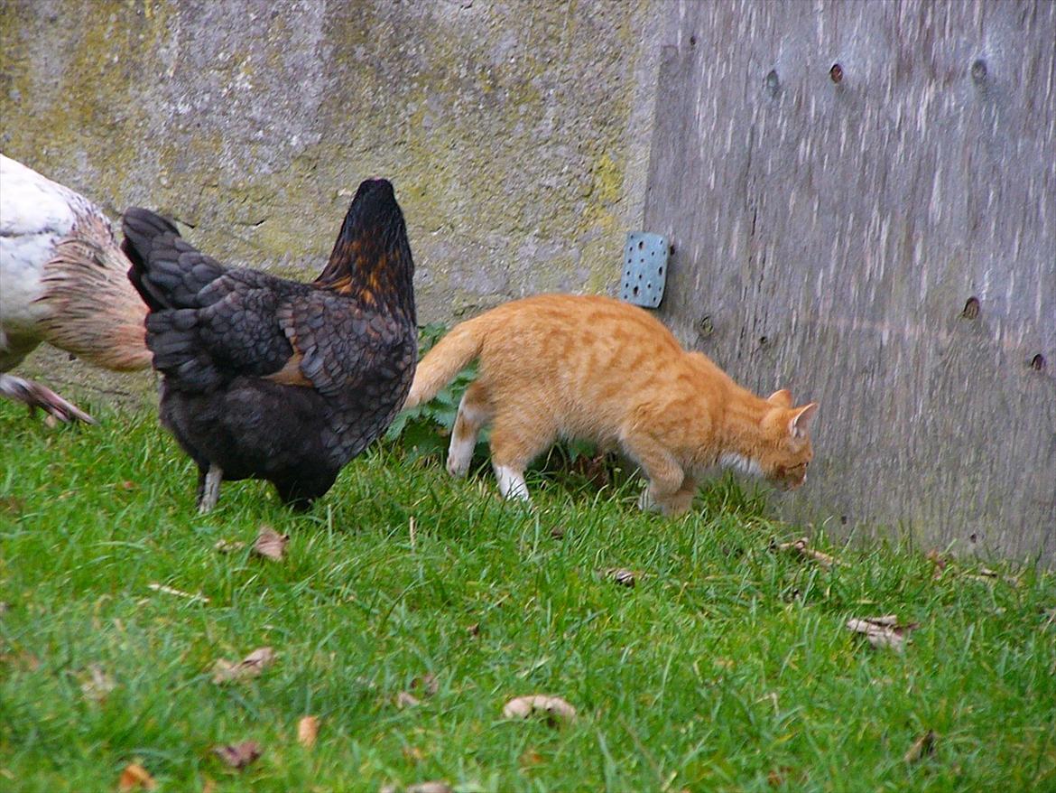 Huskat Tøsen R.I.P - Her er jeg på opdagelse med hønsene billede 14