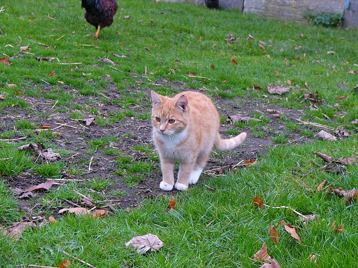 Huskat Tøsen R.I.P billede 20