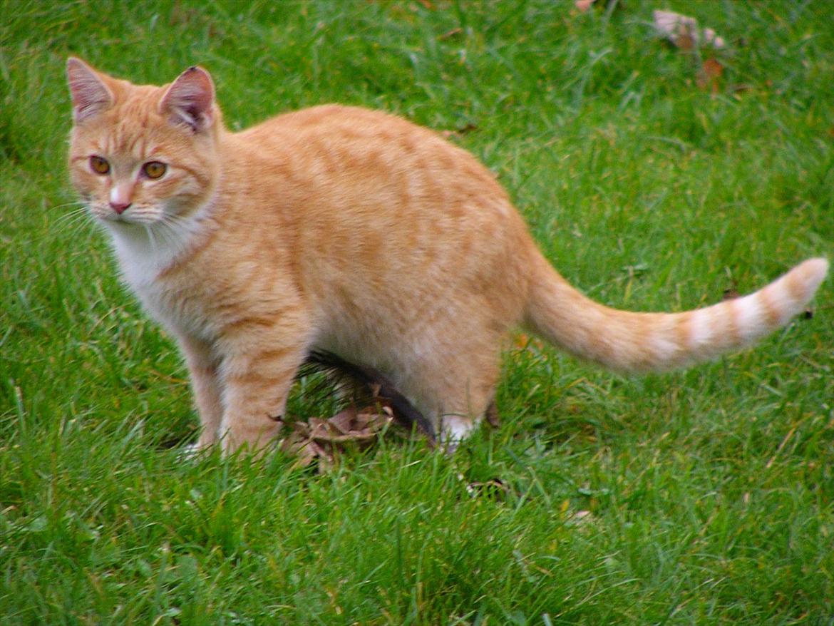 Huskat Tøsen R.I.P billede 15