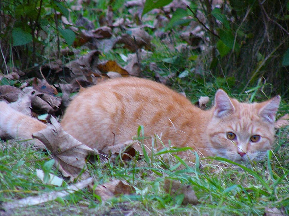 Huskat Tøsen R.I.P - Her ligger jeg på lur og venter på at kunne angribe min ven handy billede 16