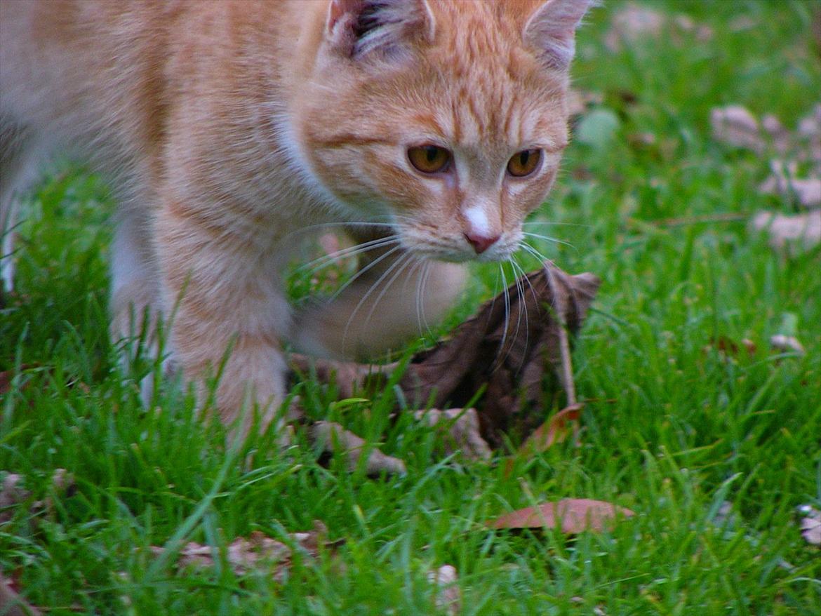 Huskat Tøsen R.I.P billede 17