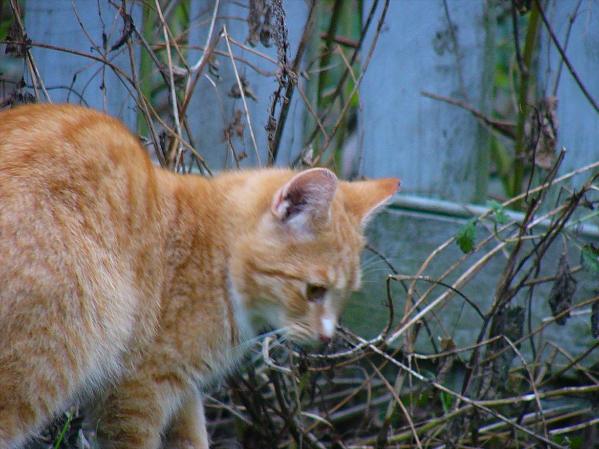 Huskat Tøsen R.I.P billede 19