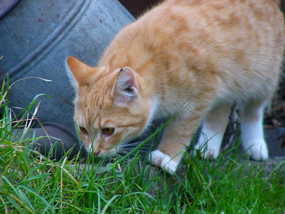 Huskat Tøsen R.I.P billede 18