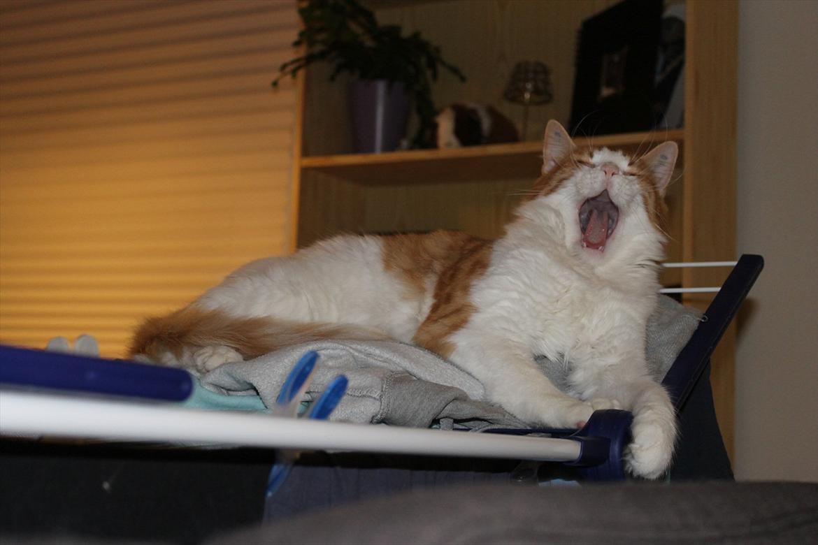 Blanding af racer Crash billede 13