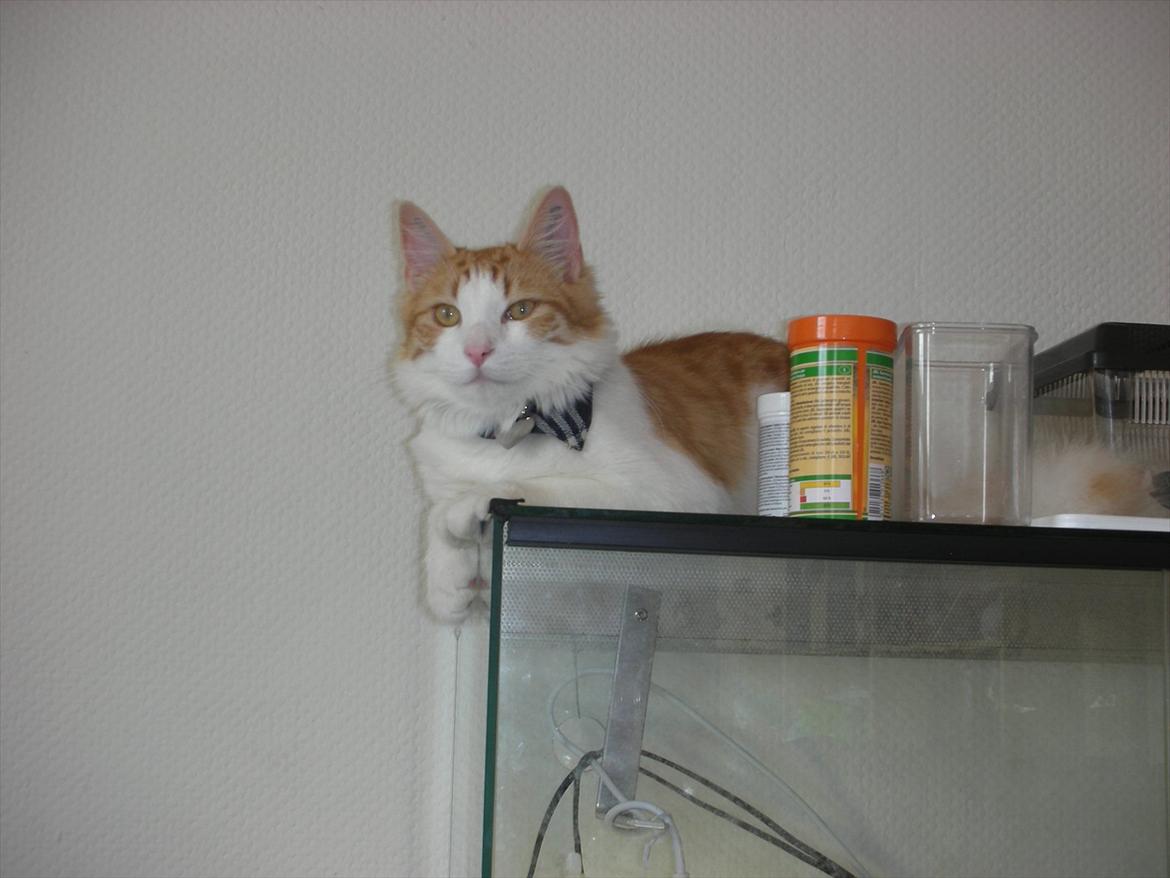 Blanding af racer Crash billede 17