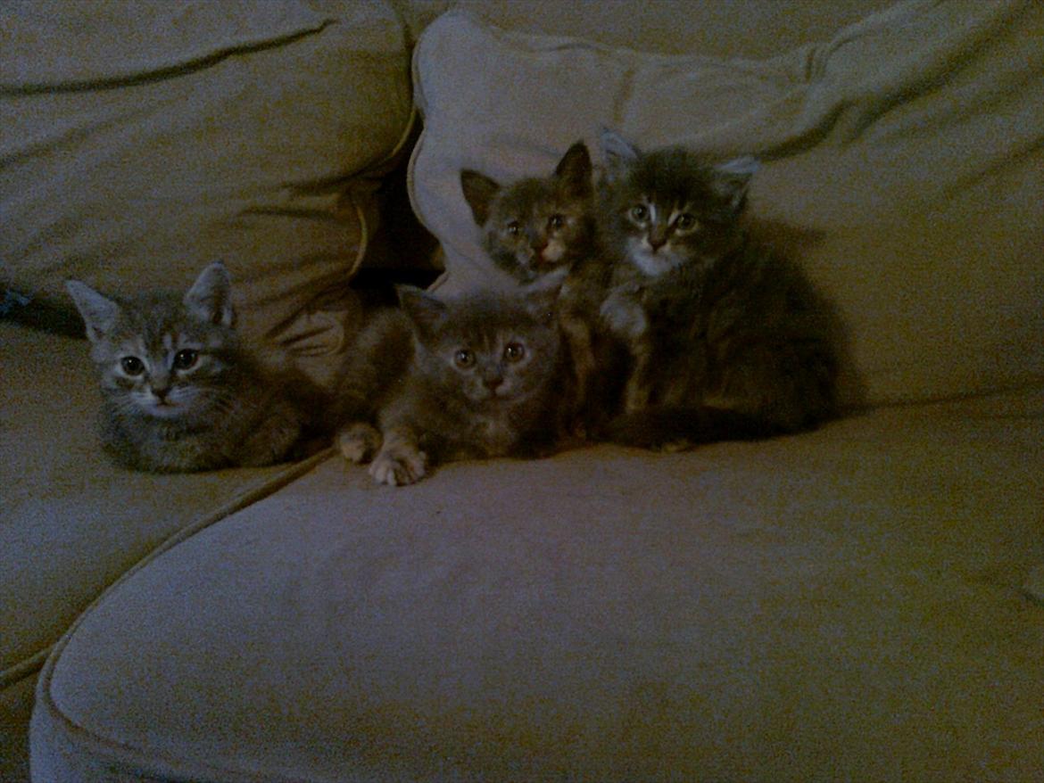 Huskat Rosa - alle 4 killinger. .Kun hankatten helt til højre der er langhåret billede 17