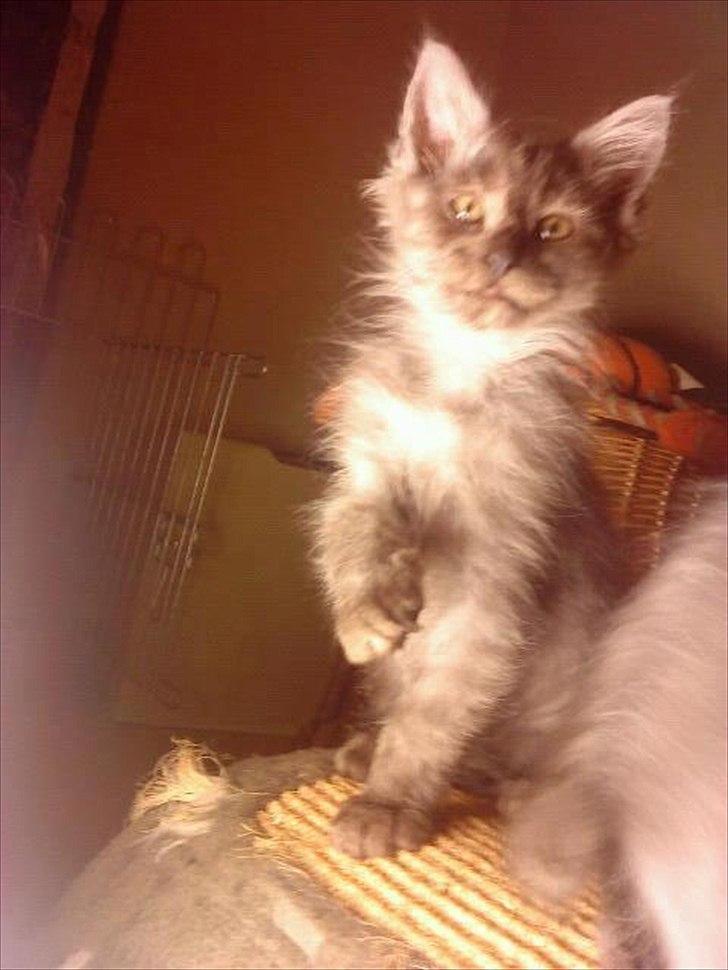 Maine Coon Lucifer - missen. billede 1