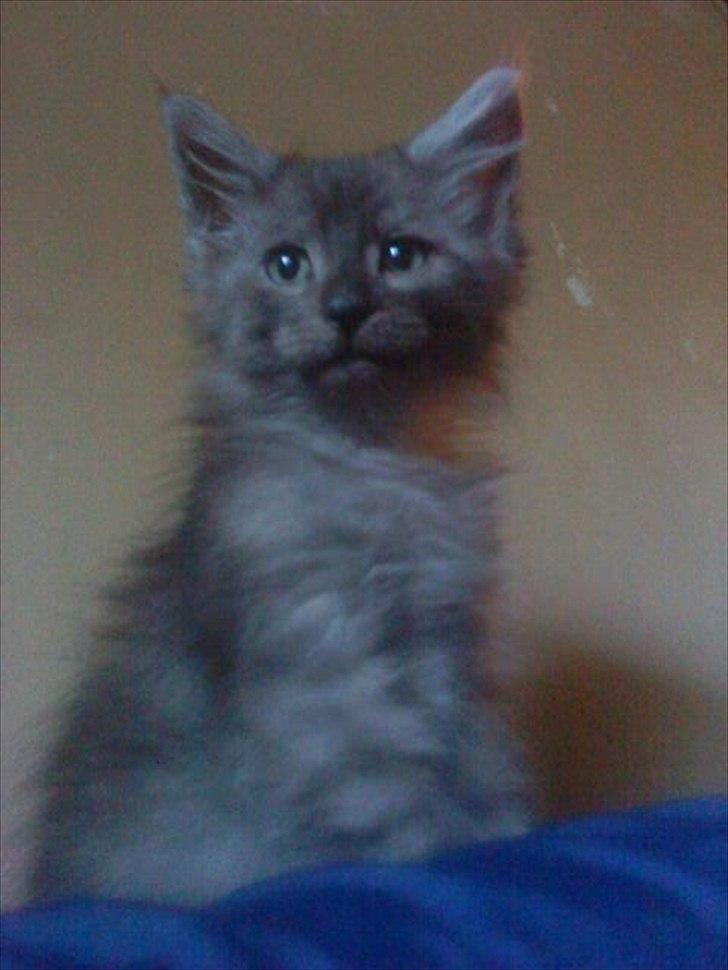 Maine Coon Lucifer - smukke miss.... <3 billede 2