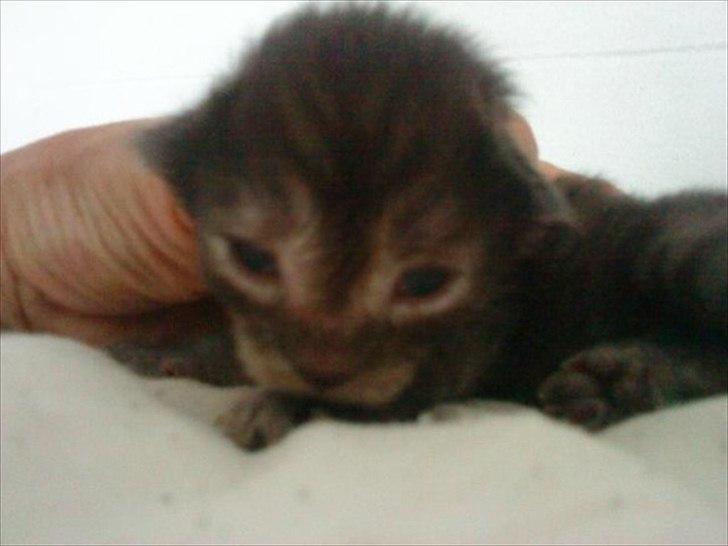 Maine Coon Lucifer - missen 1 uge billede 3