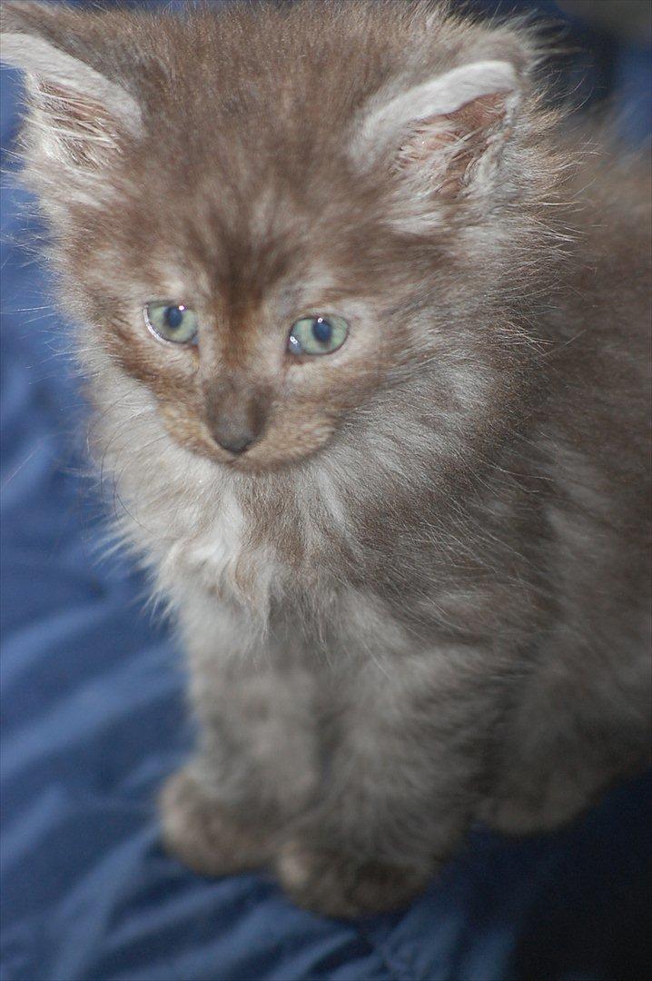 Maine Coon Lucifer - baby missen billede 4