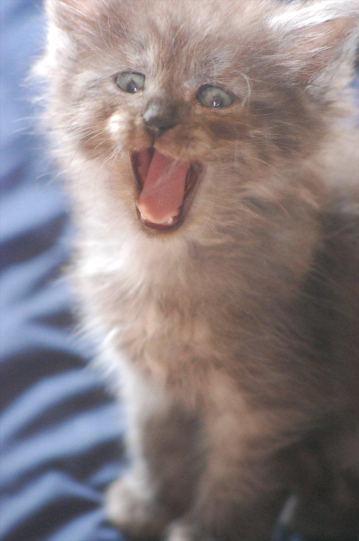 Maine Coon Lucifer - maaadddd... <3 billede 5