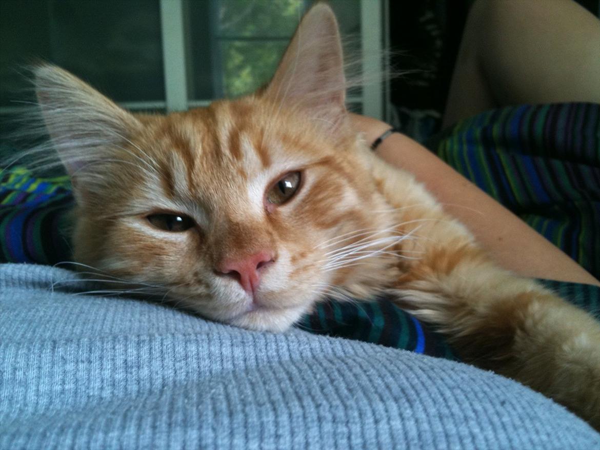 Blanding af racer Valdemar billede 1