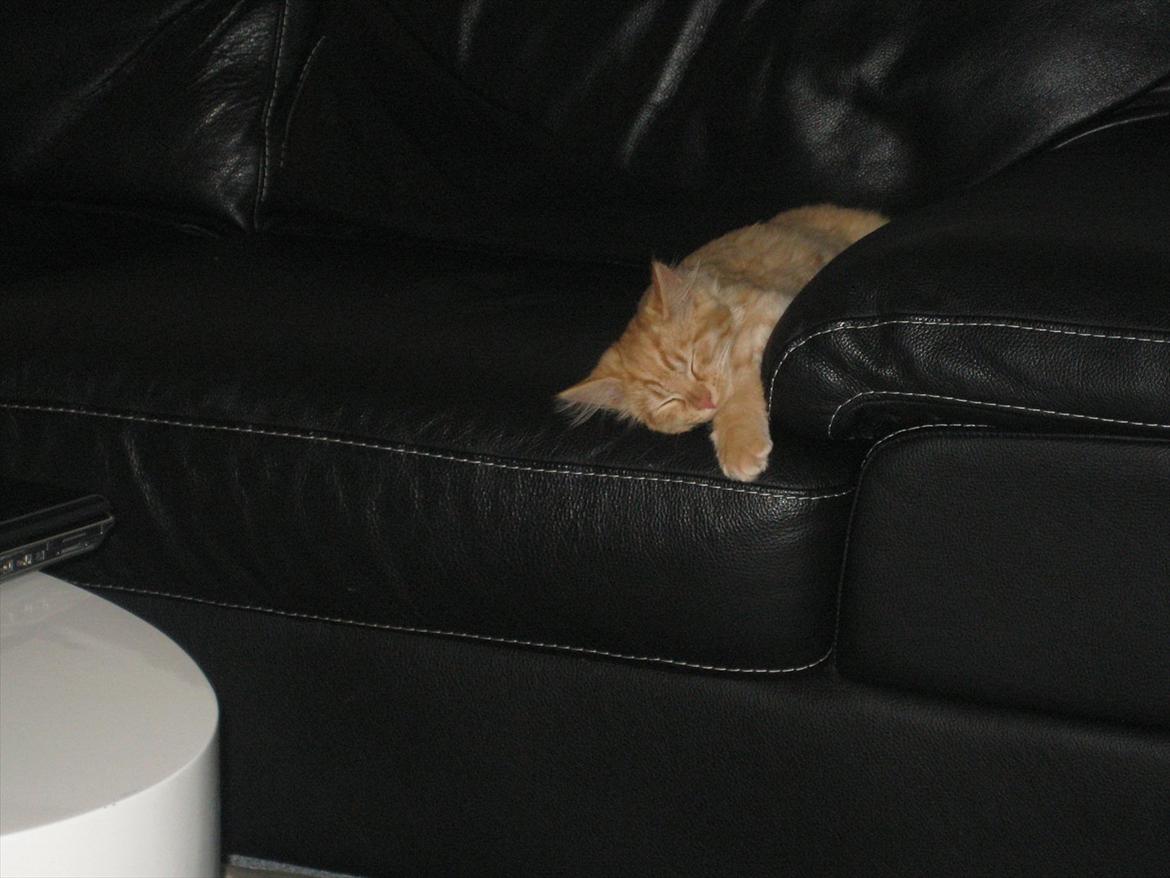 Blanding af racer Valdemar billede 2