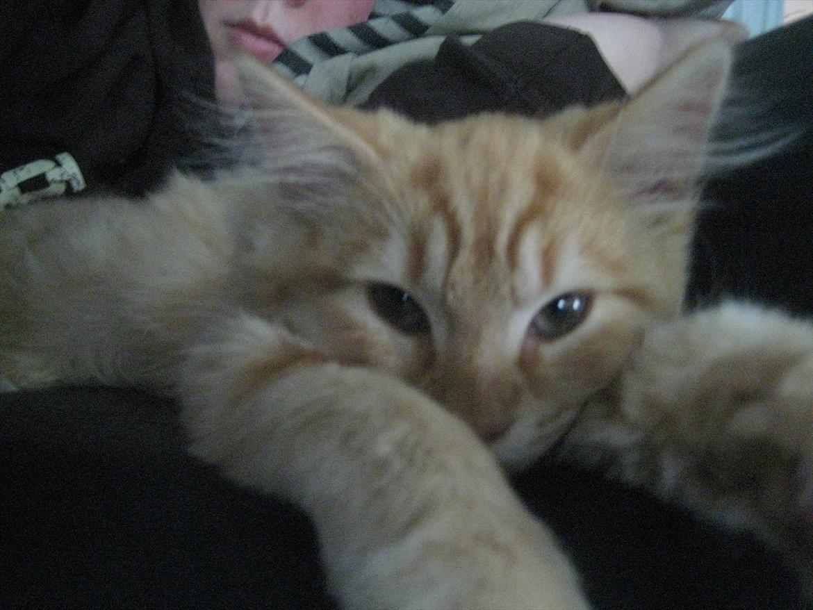 Blanding af racer Valdemar billede 3