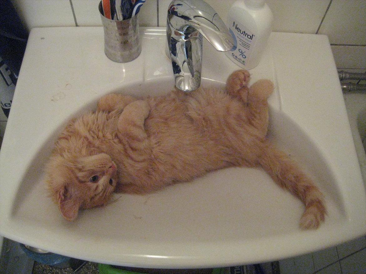 Blanding af racer Valdemar billede 4