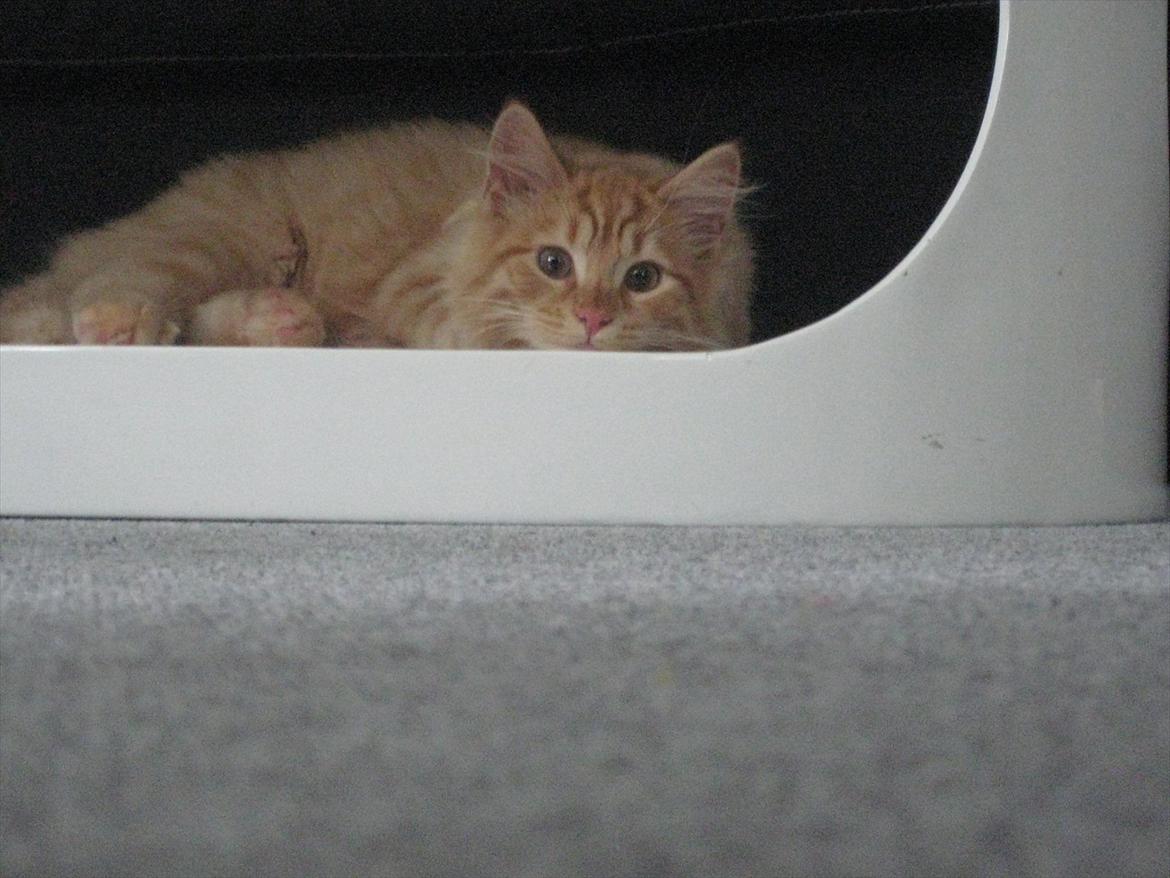 Blanding af racer Valdemar billede 5