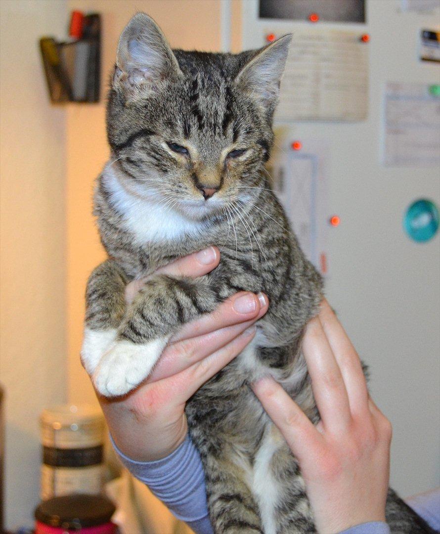 Huskat Asti billede 1