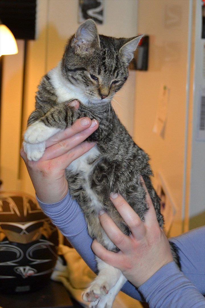 Huskat Asti billede 2