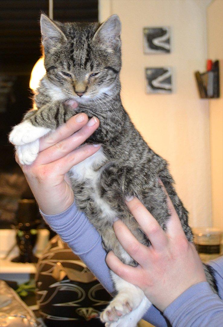 Huskat Asti billede 3