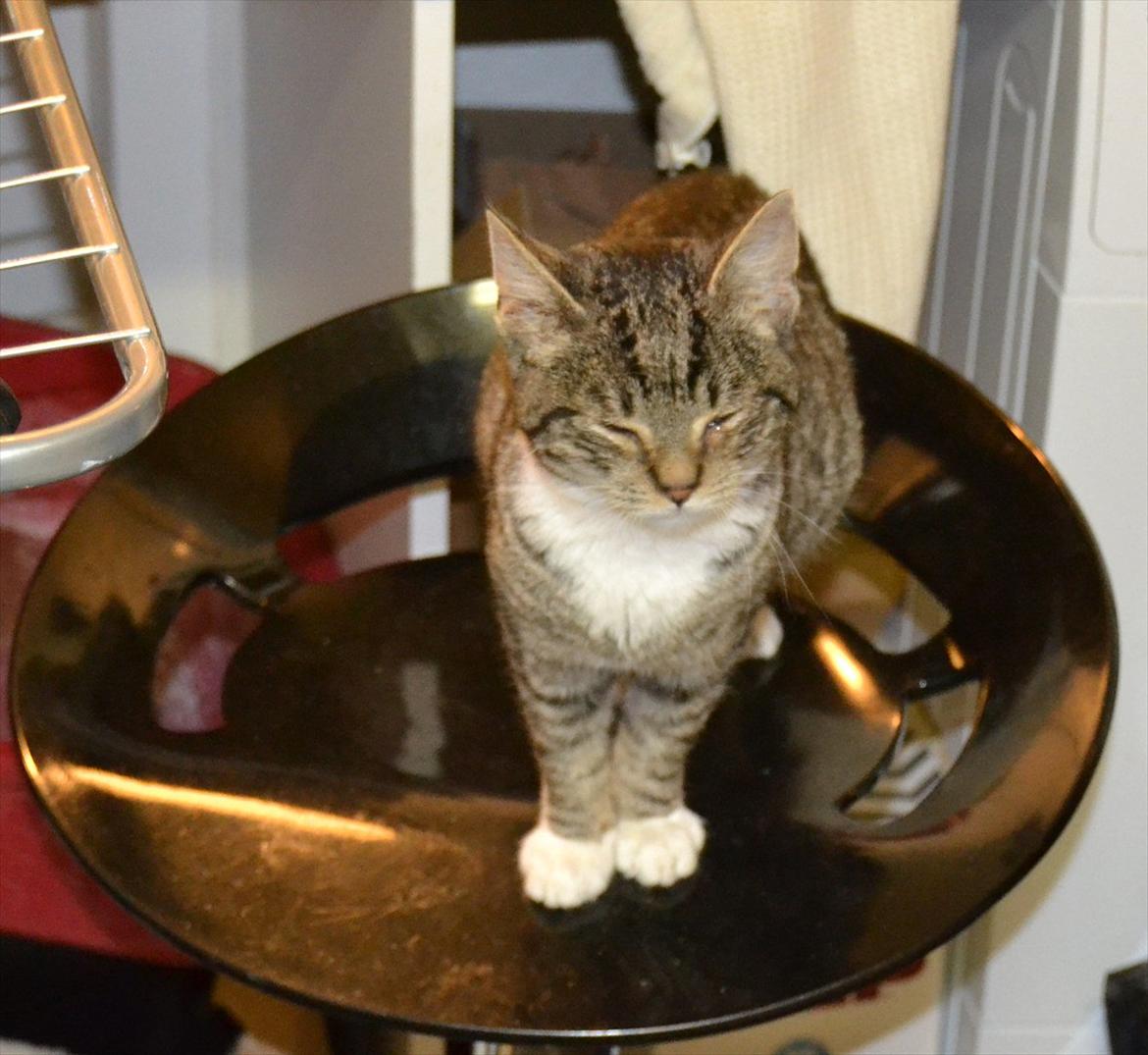 Huskat Asti billede 4