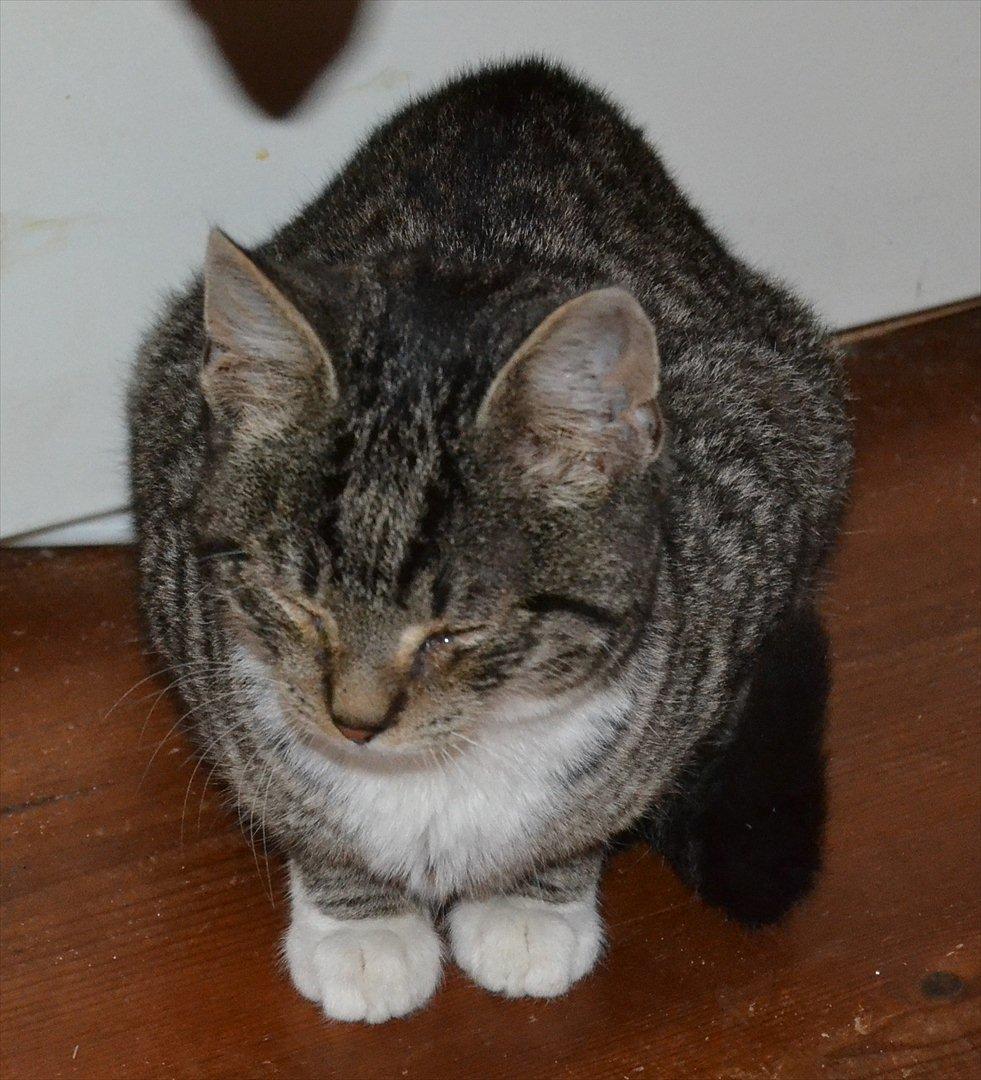 Huskat Asti billede 5