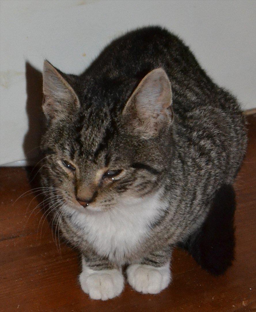 Huskat Asti billede 6