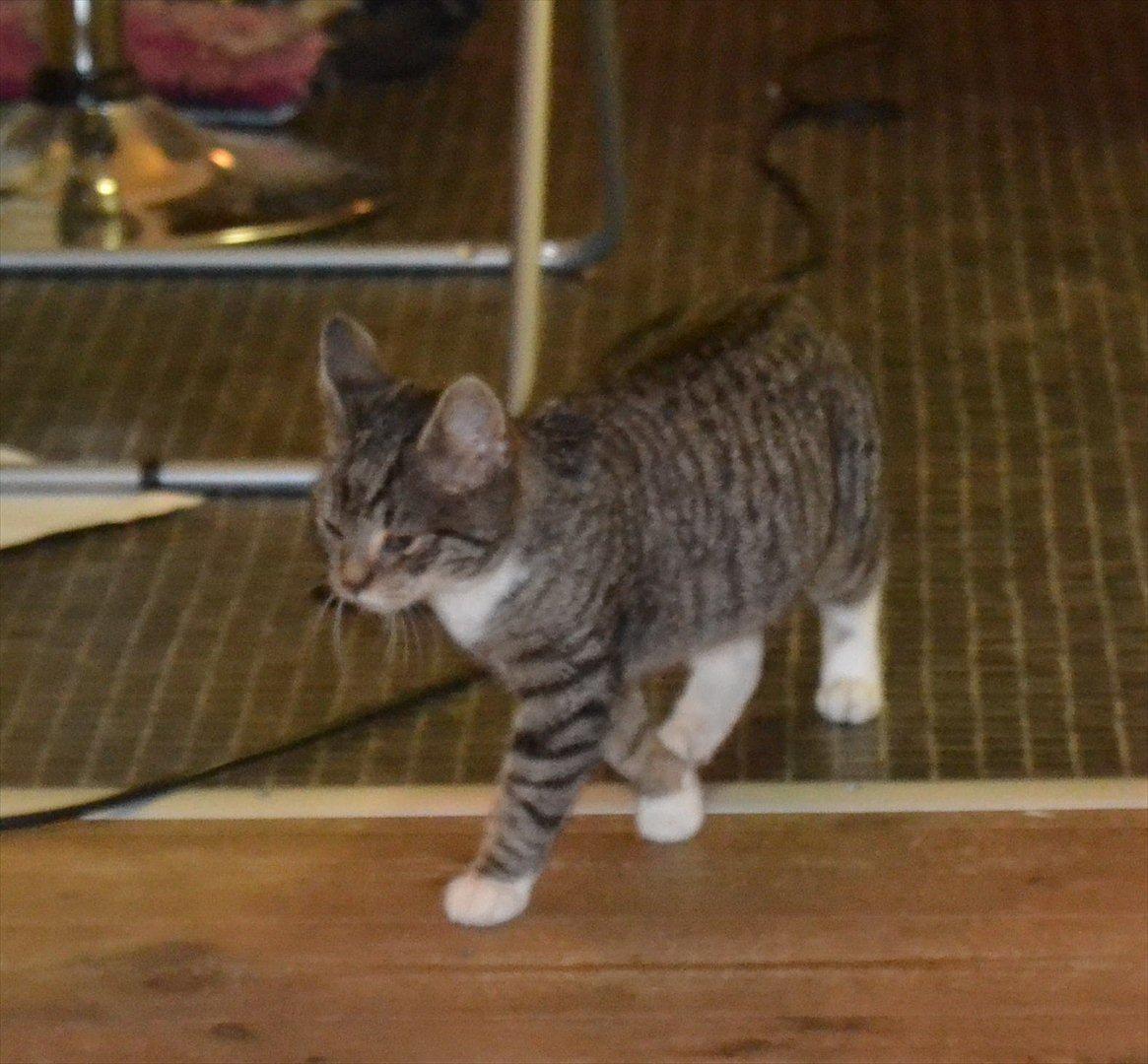 Huskat Asti billede 7