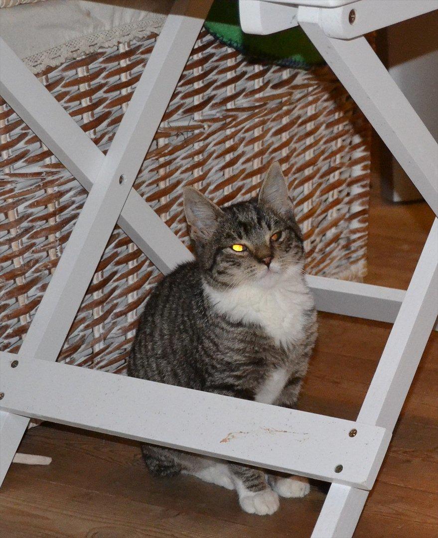 Huskat Asti billede 8