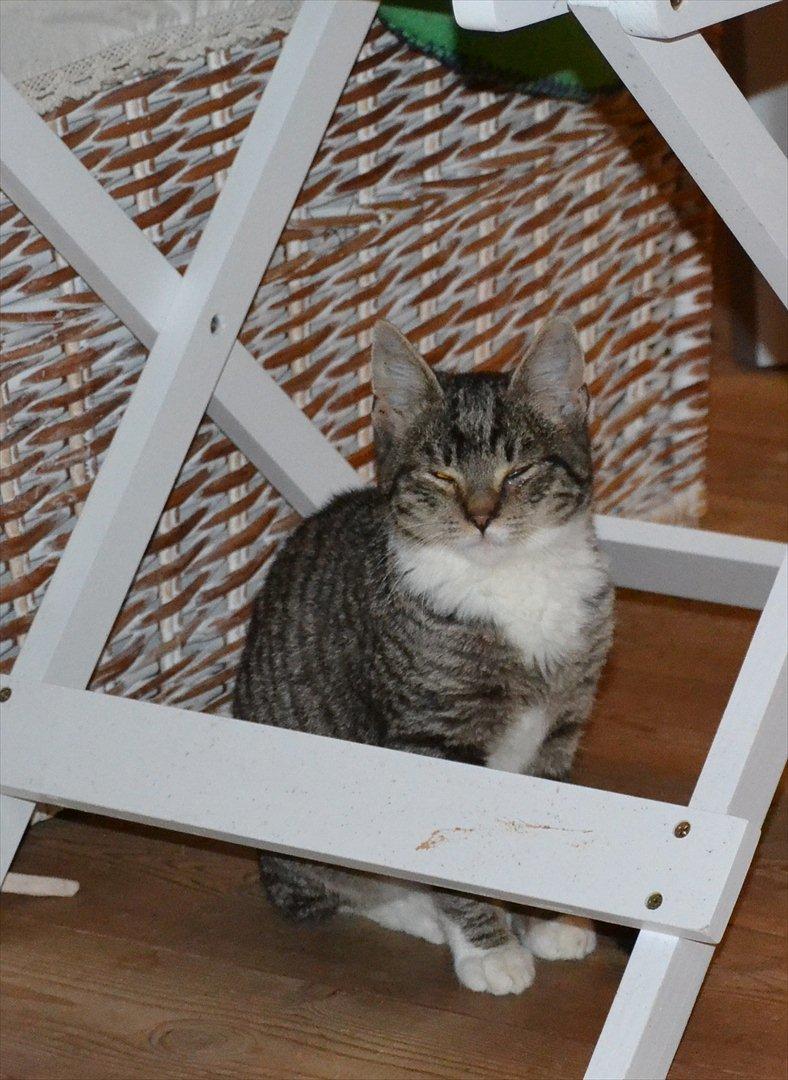 Huskat Asti billede 9