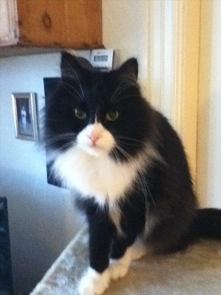 Norsk Skovkat Cajsa - Cajsa  billede 1