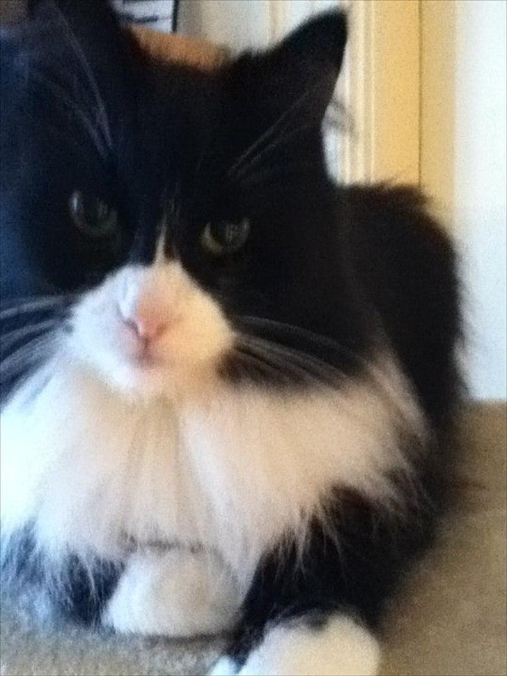 Norsk Skovkat Cajsa - Cajsa billede 2