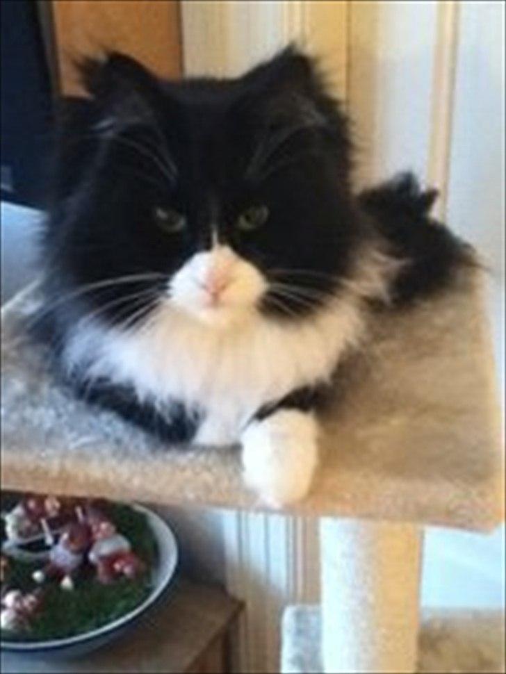 Norsk Skovkat Cajsa - Cajsa billede 3