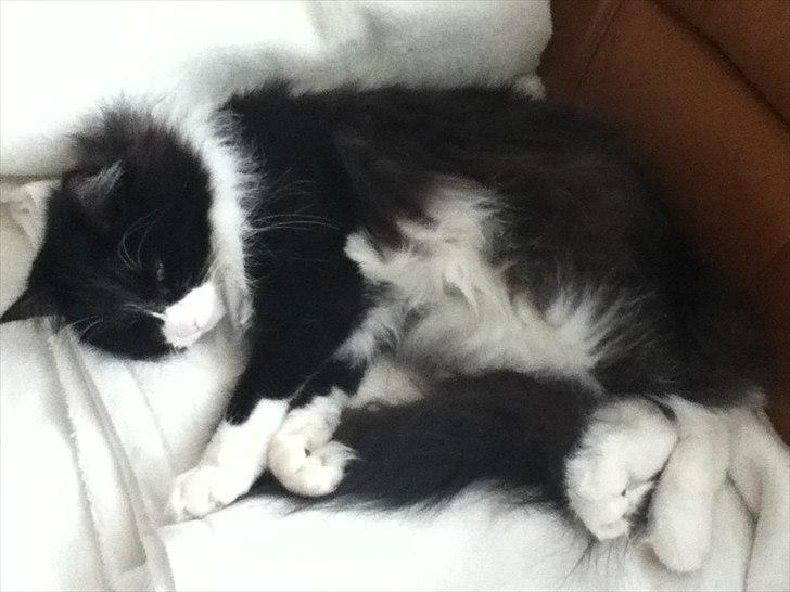 Norsk Skovkat Cajsa billede 4