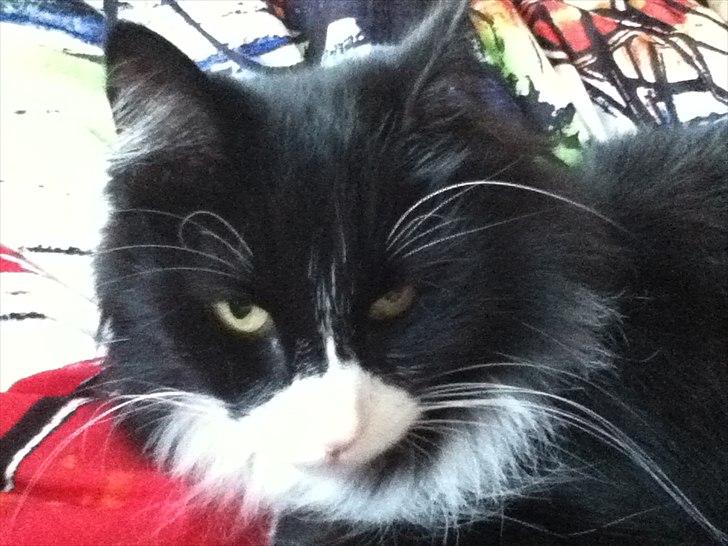 Norsk Skovkat Cajsa billede 5