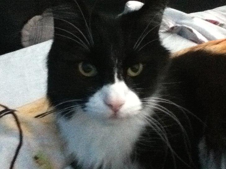 Norsk Skovkat Cajsa billede 6